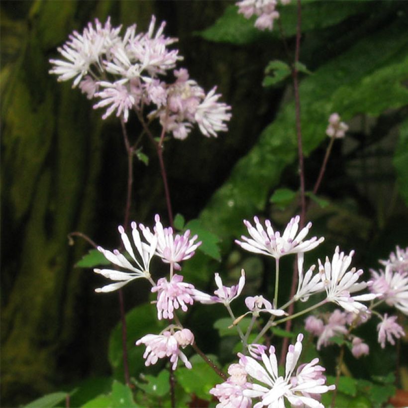 Thalictrum kiusianum (Floração)