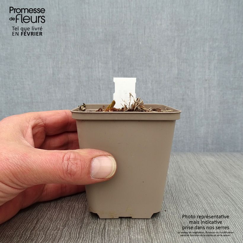 Amostra de Thalictrum kiusianum - Pigamon nain Vaso de 8/9 cm tal como entregue no inverno