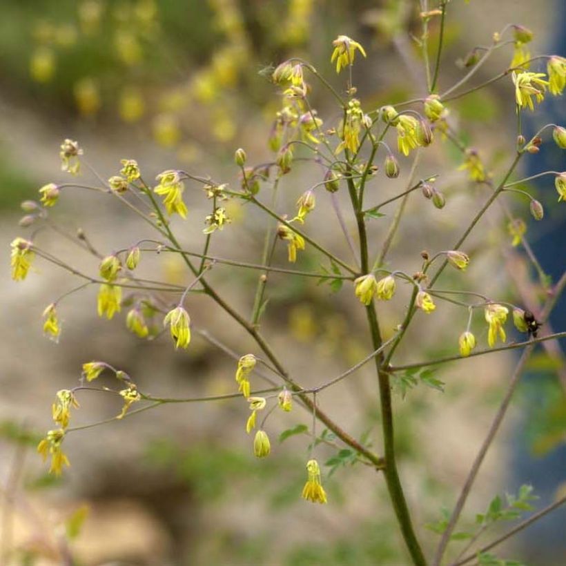 Thalictrum minus Adiantifolium (Floração)