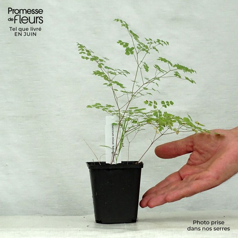 Amostra de Thalictrum minus Adiantifolium Vaso de 8/9 cm tal como entregue no verão