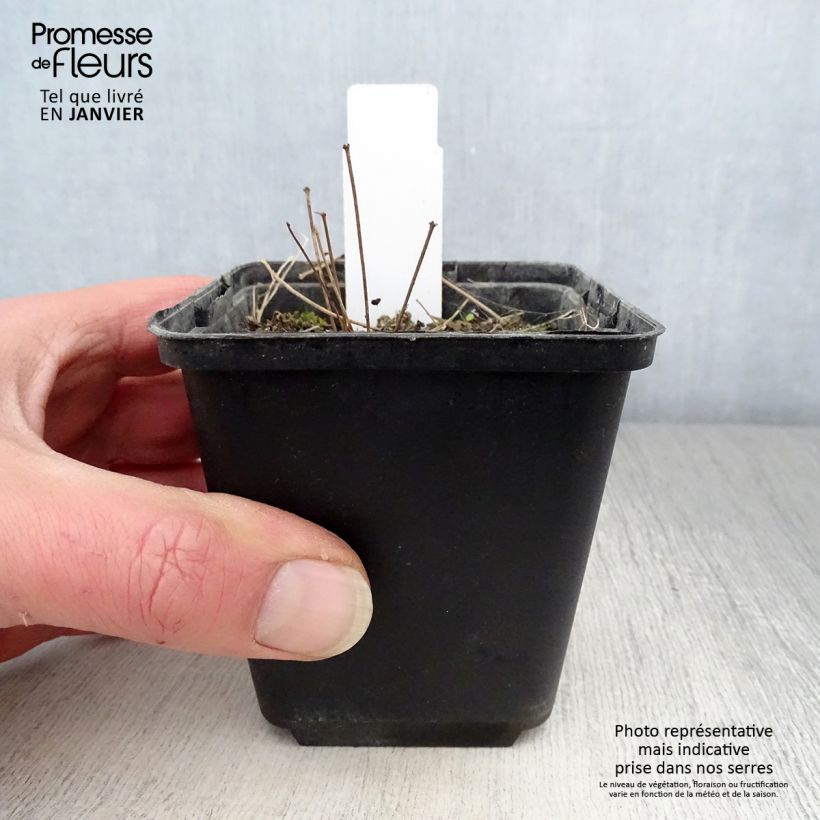 Amostra de Thalictrum minus Adiantifolium - Petit Pigamon Vaso de 8/9 cm tal como entregue no inverno