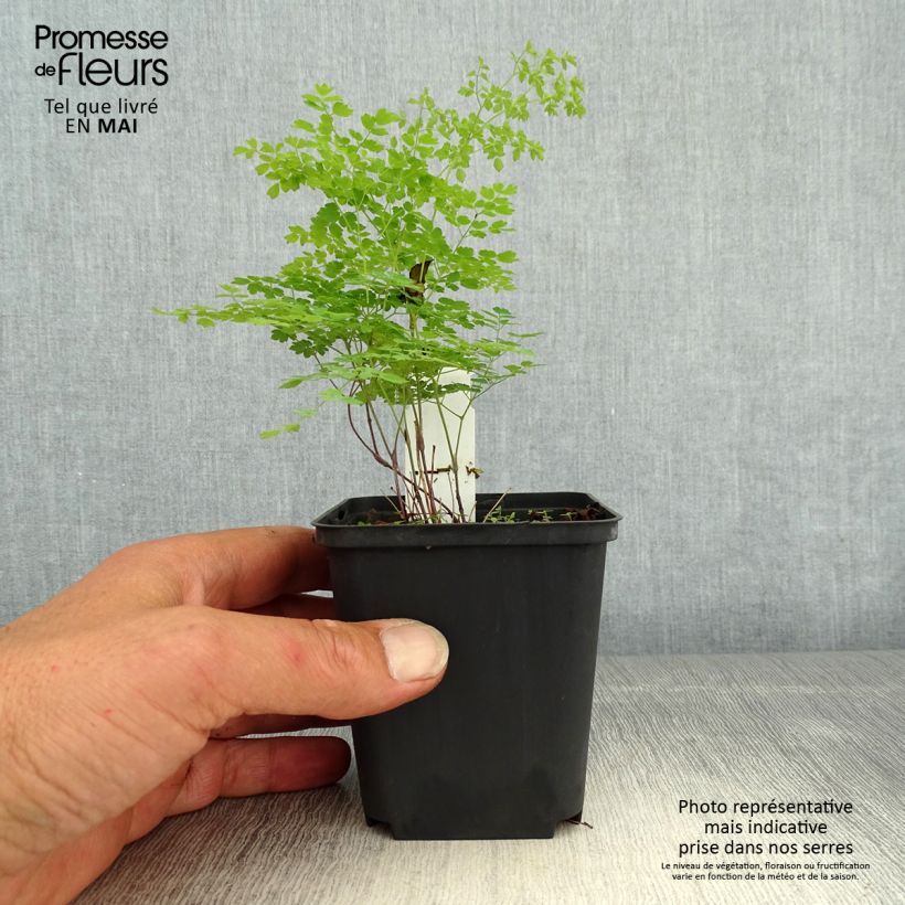 Amostra de Thalictrum minus Adiantifolium Vaso de 8/9 cm tal como entregue na primavera