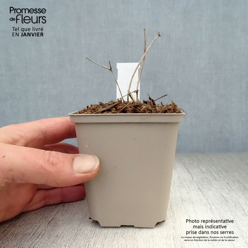 Amostra de Thalictrum × petaloideum Ghent Ebony Vaso de 8/9 cm tal como entregue no inverno