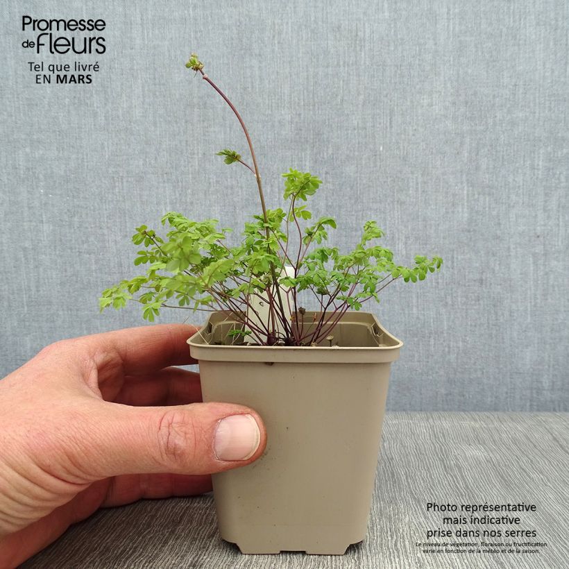 Amostra de Thalictrum petaloideum - Pigamon Vaso de 8/9 cm tal como entregue no inverno