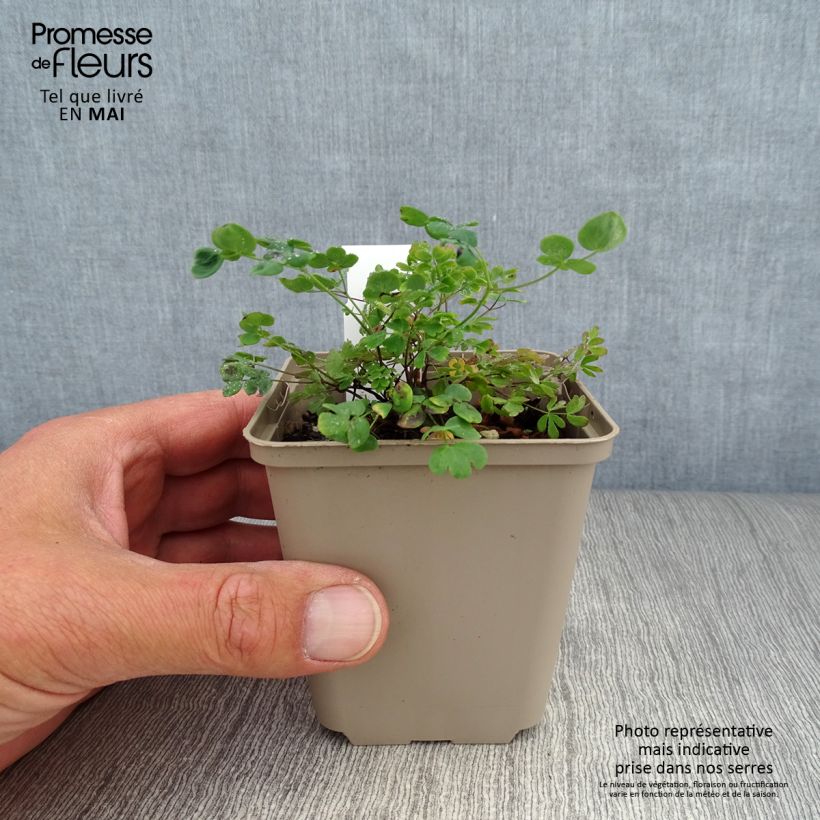 Amostra de Thalictrum petaloideum Vaso de 8/9 cm tal como entregue na primavera