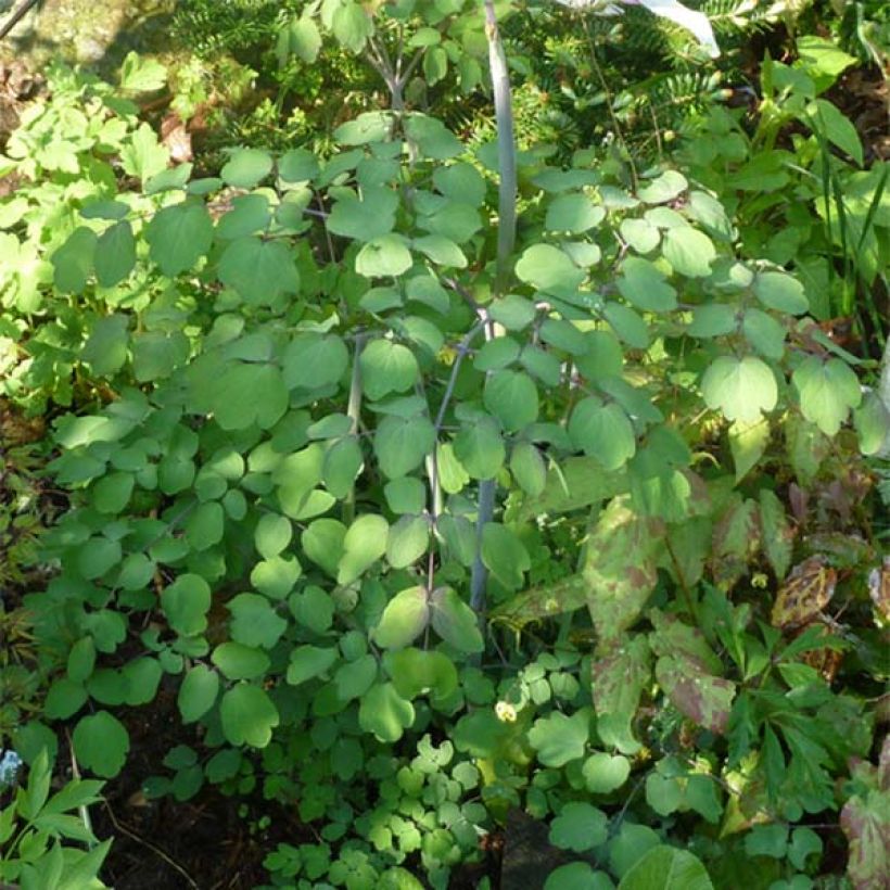 Thalictrum rochebrunianum (Folhagem)