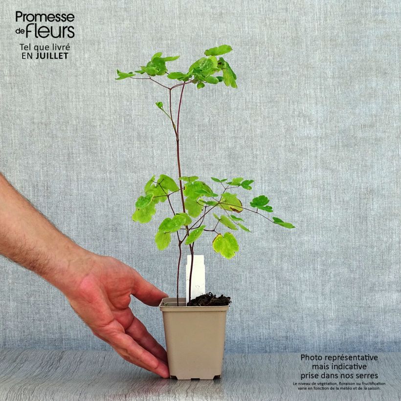 Amostra de Thalictrum rochebrunianum Vaso de 8/9 cm tal como entregue no verão