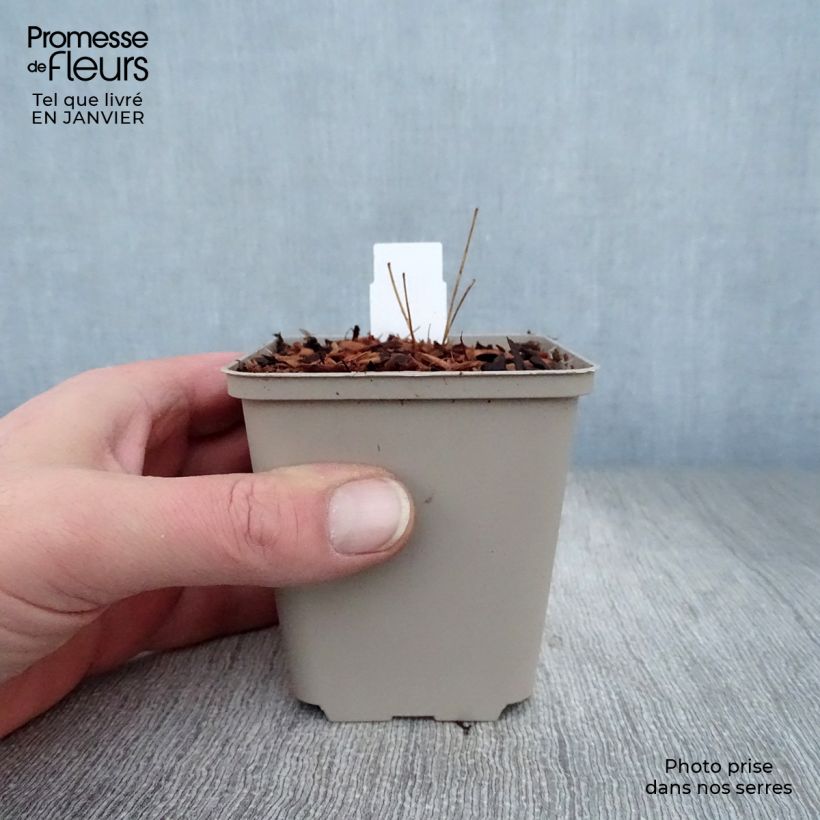 Amostra de Thalictrum rochebrunianum - Pigamon Vaso de 8/9 cm tal como entregue no inverno