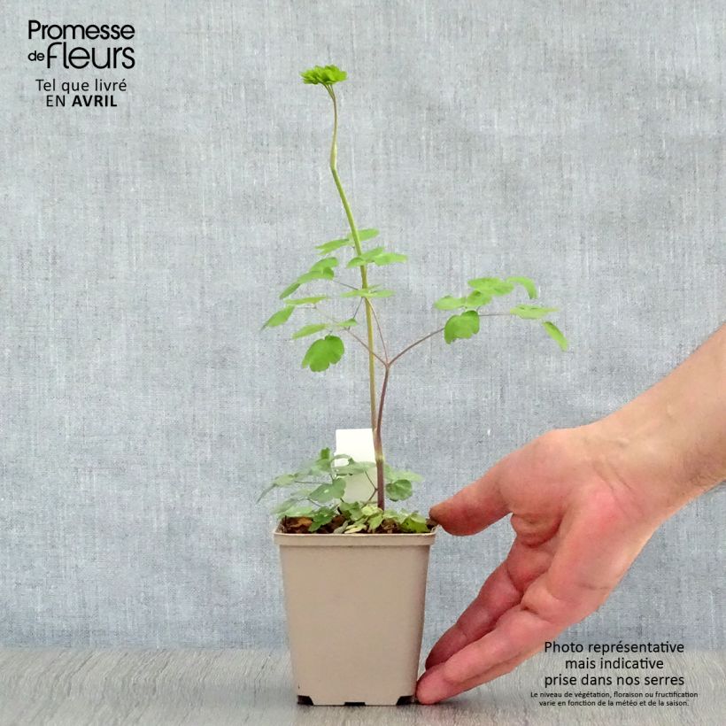 Amostra de Thalictrum rochebrunianum Vaso de 8/9 cm tal como entregue na primavera