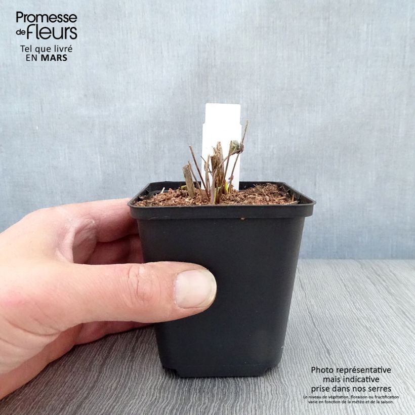 Amostra de Thalictrum sphaerostachyum Vaso de 8/9 cm tal como entregue na primavera