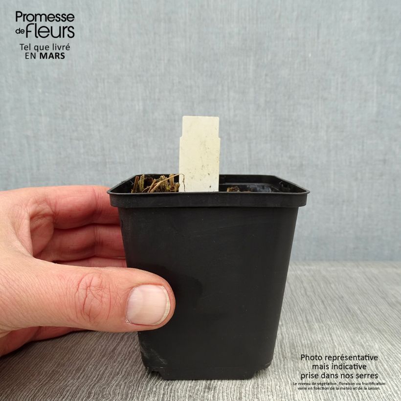 Amostra de Thalictrum sphaerostachyum - Pigamon à tête ronde Godet de 8/9 cm tal como entregue no inverno