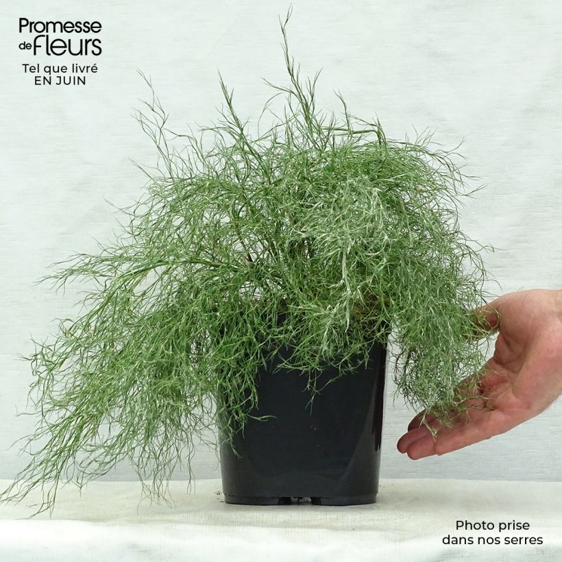 Amostra de Thamnochortus cinereus Vaso de 3 L/4 L tal como entregue no verão
