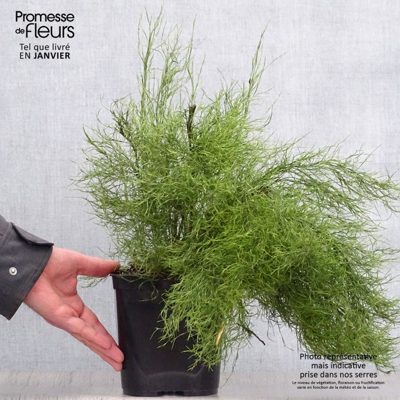 Amostra de Thamnochortus cinereus - Restio Vaso de 3 L/4 L tal como entregue no inverno