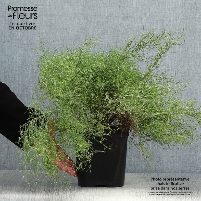 Amostra de Thamnochortus cinereus Vaso de 3 L/4 L tal como entregue no outono