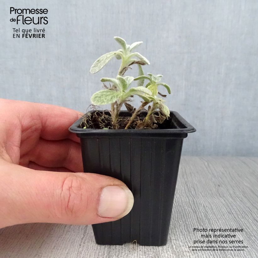 Amostra de Thé grec des montagnes BIO - Sideritis syriaca - Thé de Crète Godet de 7/8 cm tal como entregue no inverno