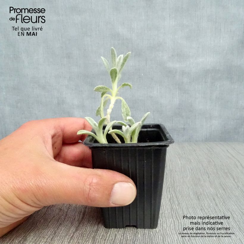 Amostra de Sideritis syriaca biológico Vaso de 7/8 cm tal como entregue na primavera