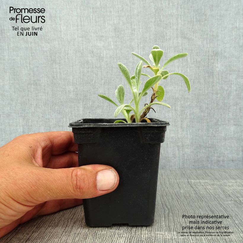 Amostra de Sideritis syriaca biológico Vaso de 7/8 cm tal como entregue no verão