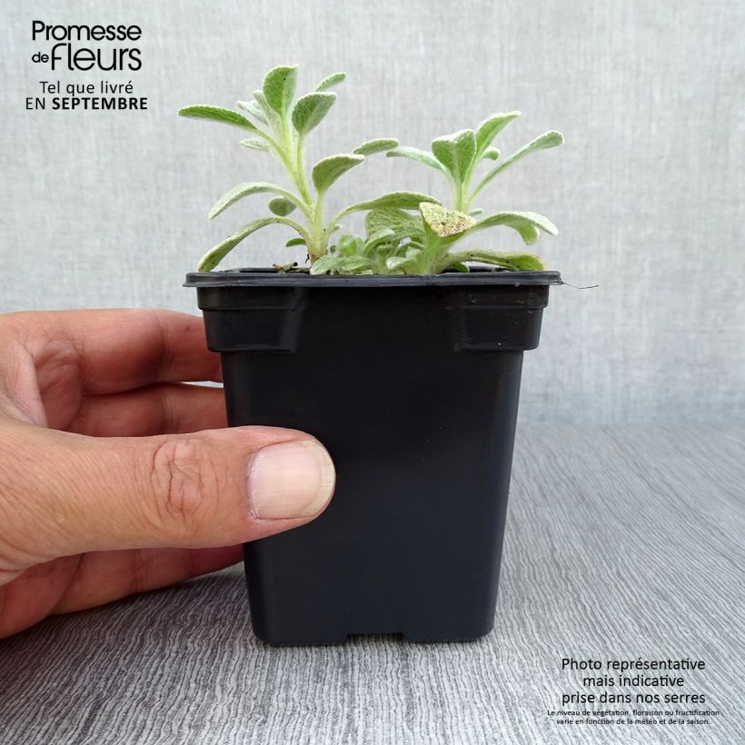 Amostra de Sideritis syriaca biológico Vaso de 7/8 cm tal como entregue no outono