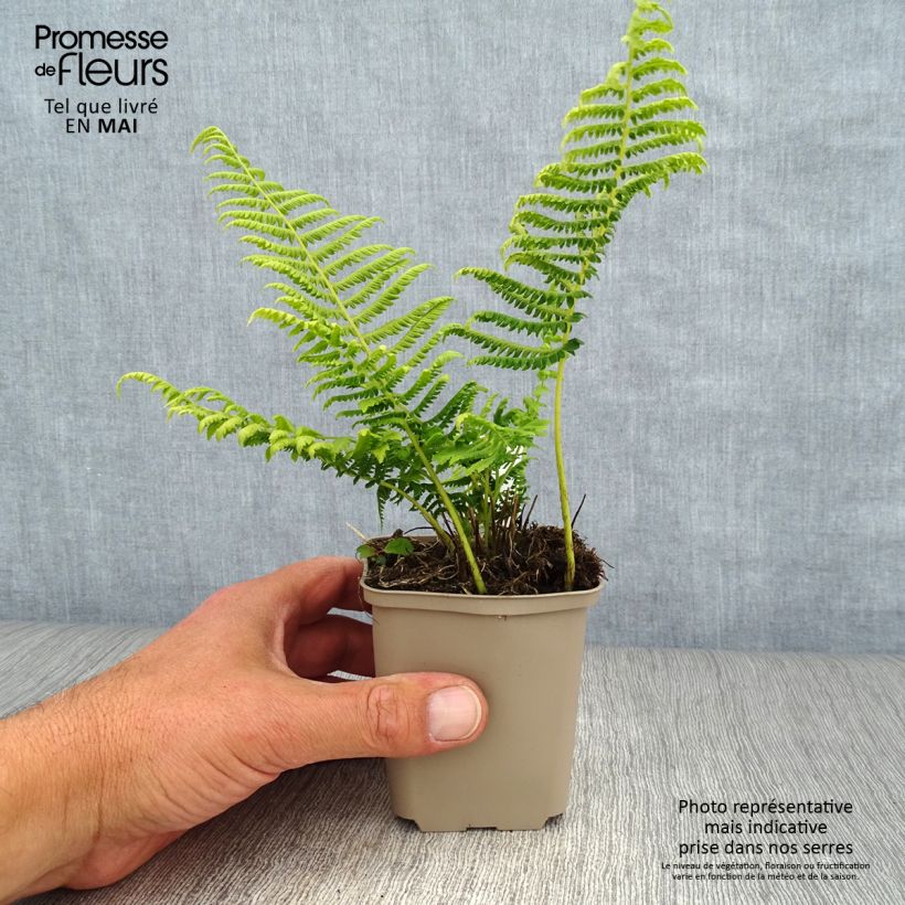 Amostra de Thelypteris kunthii Vaso de 8/9 cm tal como entregue na primavera