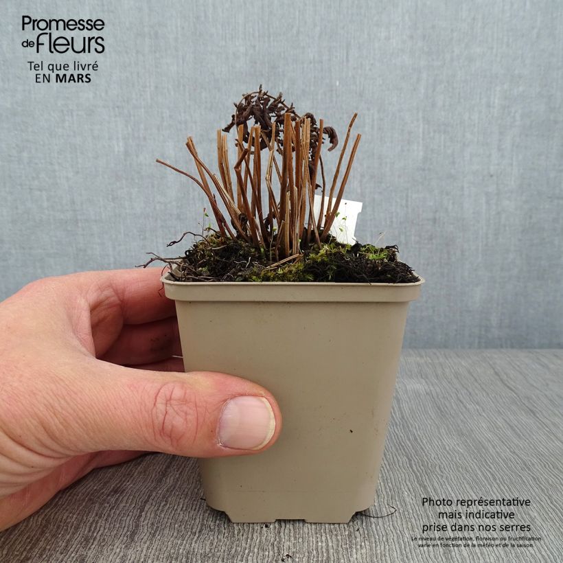 Amostra de Thelypteris kunthii Vaso de 8/9 cm tal como entregue no inverno