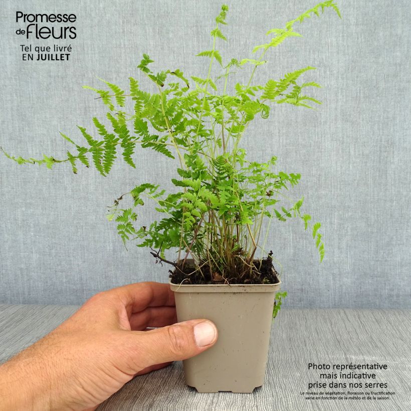 Amostra de Thelypteris palustris Vaso de 8/9 cm tal como entregue no verão
