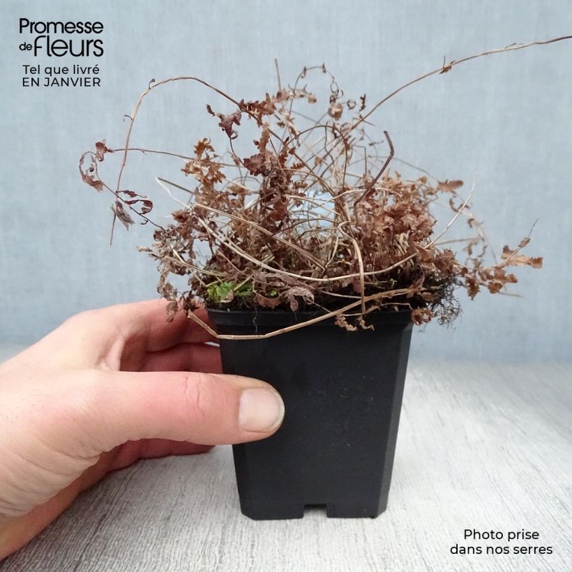 Amostra de Thelypteris palustris Vaso de 8/9 cm tal como entregue no inverno