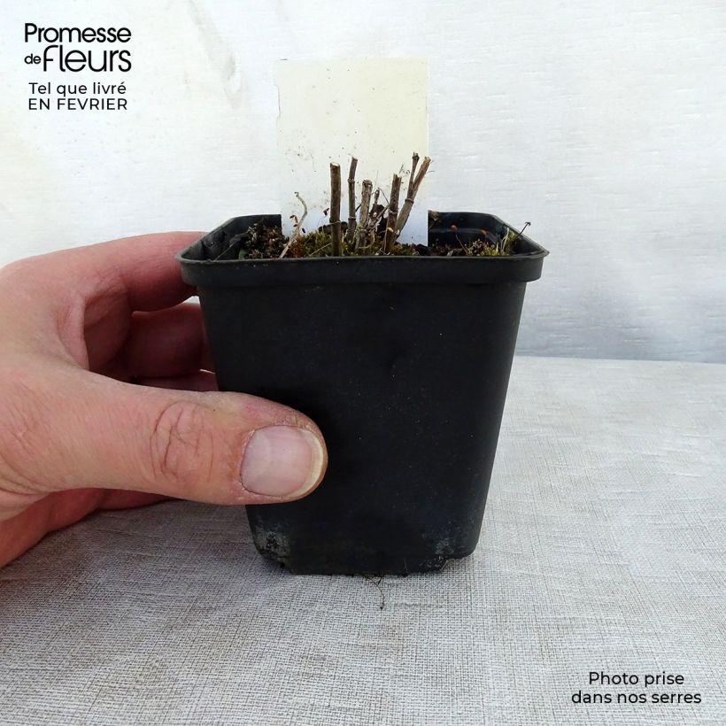 Amostra de Thermopsis chinensis Vaso de 8/9 cm tal como entregue no inverno