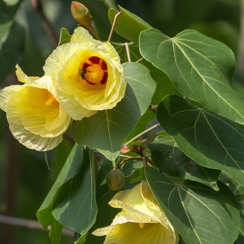 Thespesia populnea (Floração)