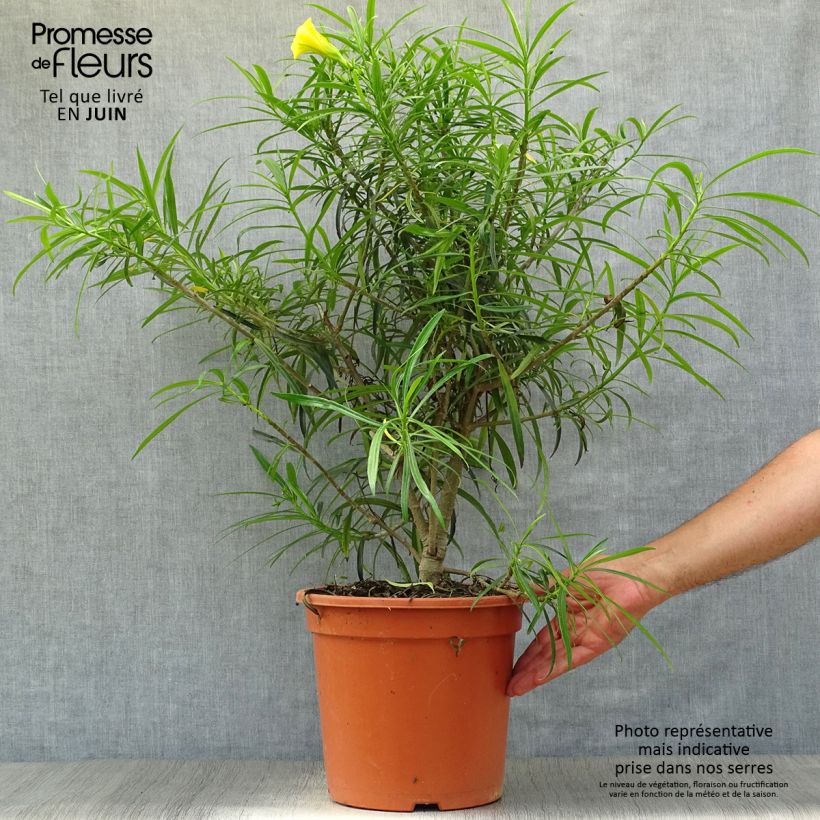 Amostra de Thevetia peruviana Vaso de 7,5 L/10 L tal como entregue no verão