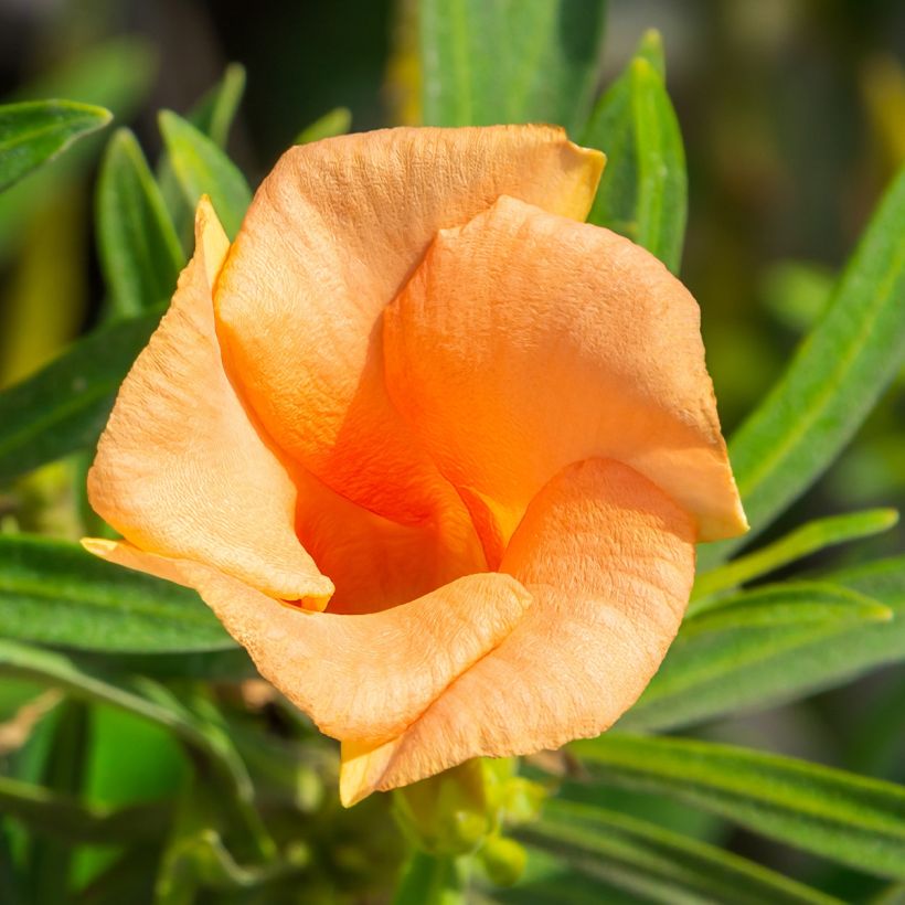 Thevetia peruviana (Floração)