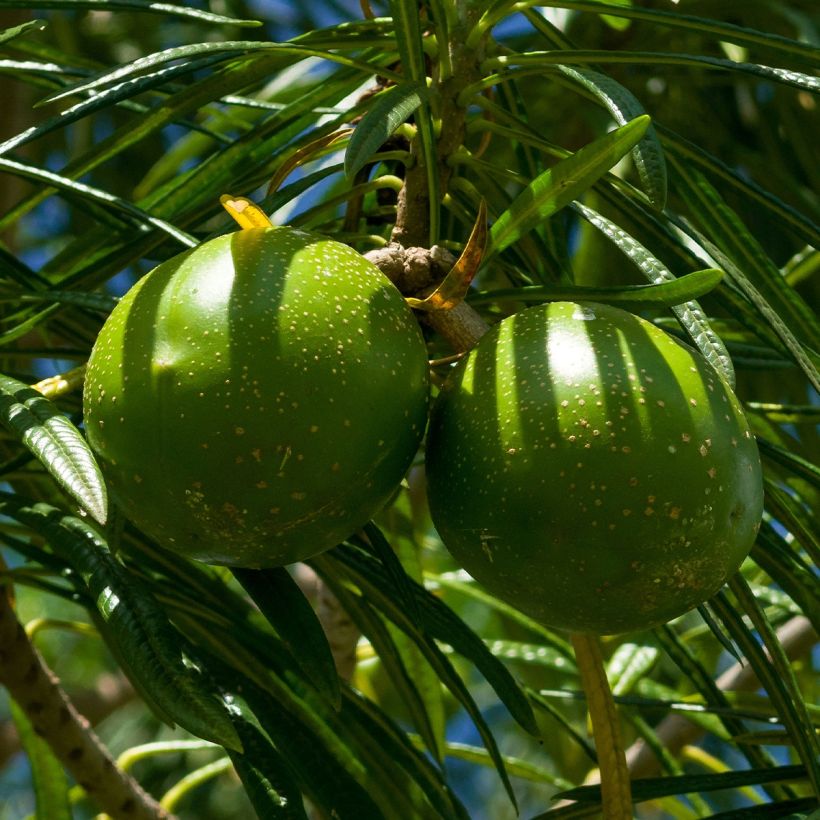 Thevetia peruviana (Colheita)