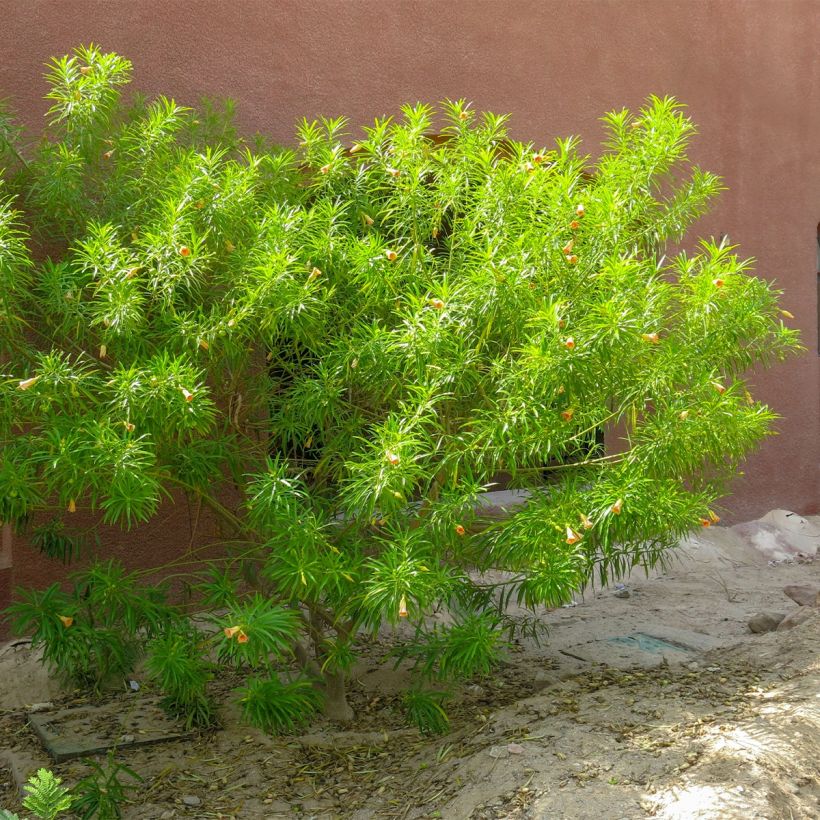 Thevetia peruviana (Hábito)