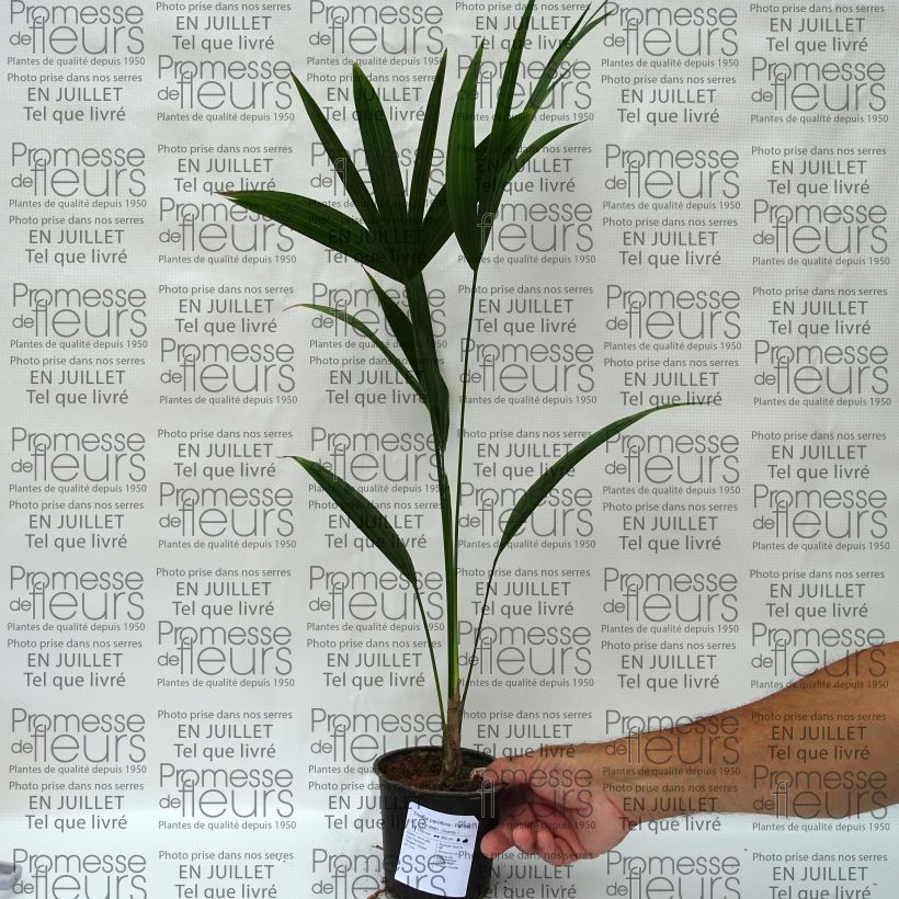 Amostra de Thrinax parviflora Vaso de 12 cm/13 cm tal como entregue no verão