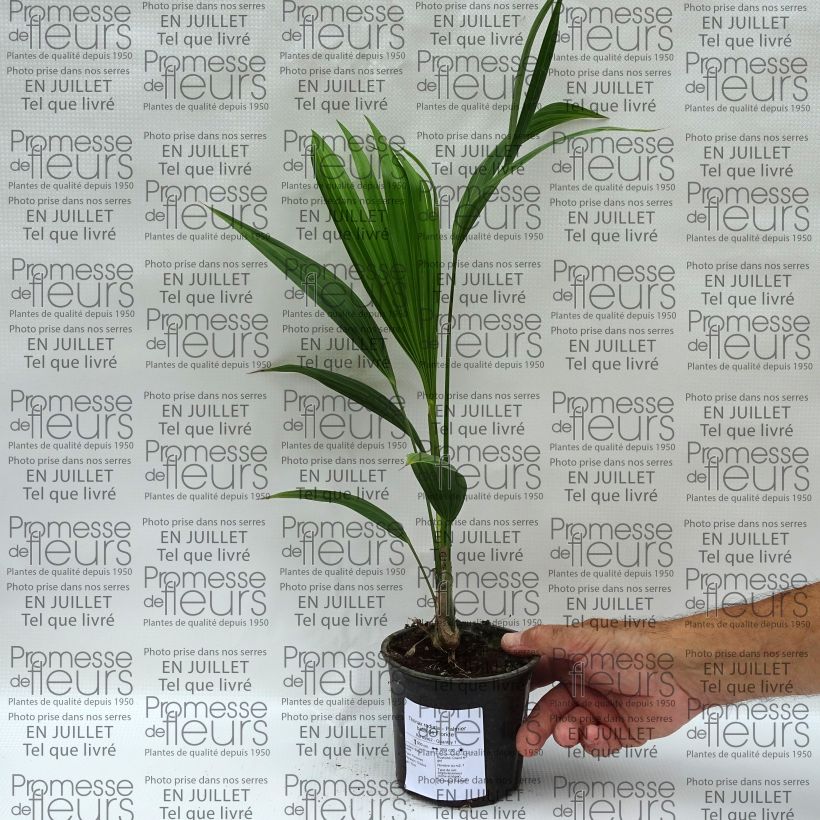 Amostra de Thrinax radiata Vaso de 12 cm/13 cm tal como entregue no verão