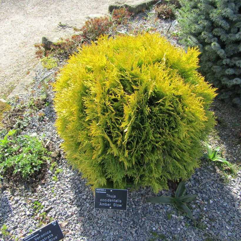 Thuja occidentalis Amber Glow - Tuia-ocidental (Hábito)