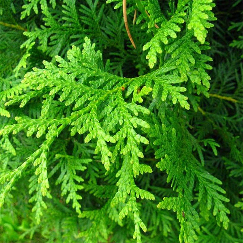 Thuja occidentalis Brabant - Tuia-ocidental (Folhagem)