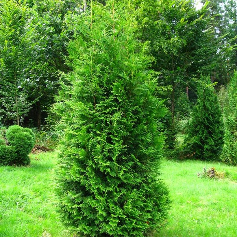 Thuja occidentalis Brabant - Tuia-ocidental (Hábito)