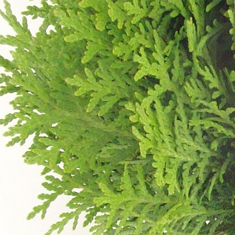 Thuja occidentalis Danica - Tuia-ocidental (Folhagem)