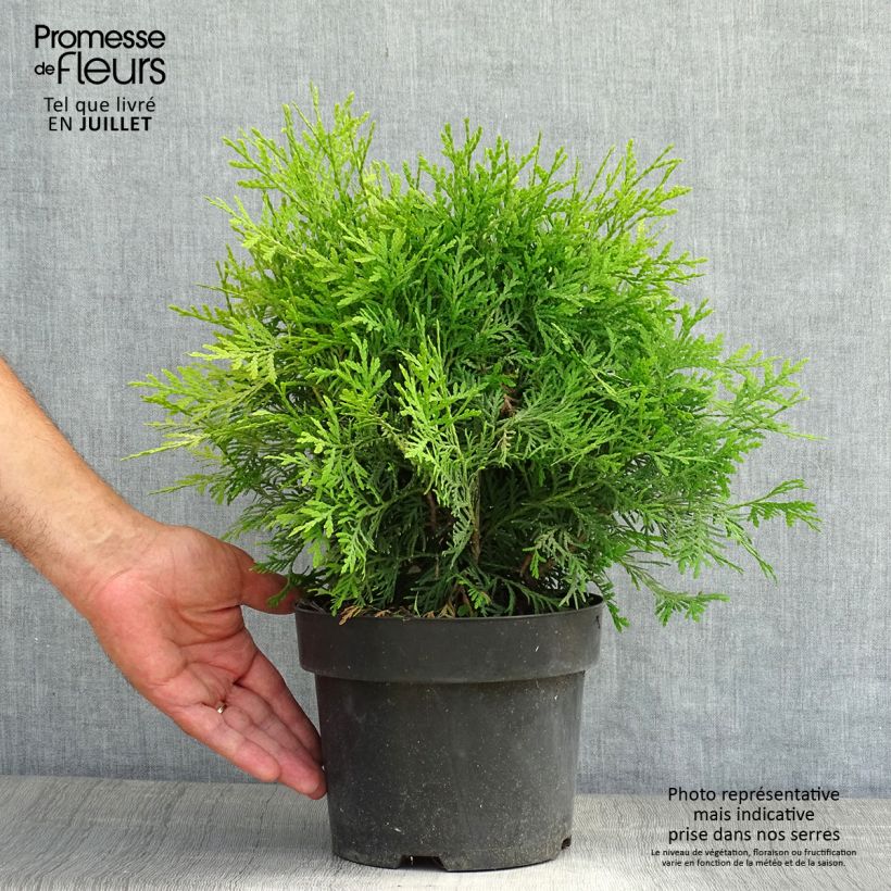 Amostra de Thuja occidentalis Danica Aurea - Tuia-ocidental Vaso de 2 L/3 L tal como entregue no verão