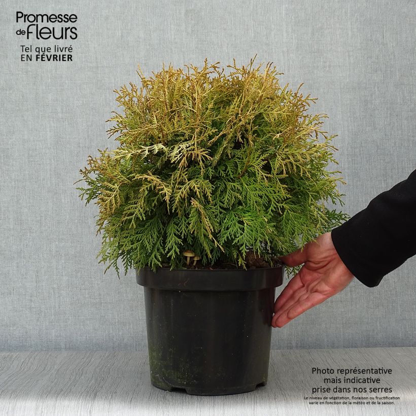 Amostra de Thuja occidentalis Danica Aurea - Thuya du Canada Vaso de 7,5 L/10 L tal como entregue no inverno