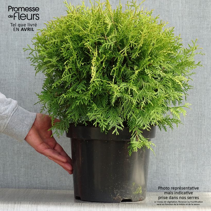 Amostra de Thuja occidentalis Danica Aurea - Tuia-ocidental Vaso de 7,5 L/10 L tal como entregue na primavera