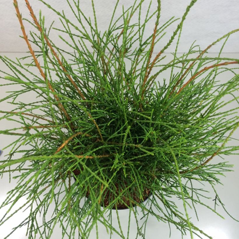 Thuja occidentalis Filiformis - Tuia-ocidental (Folhagem)