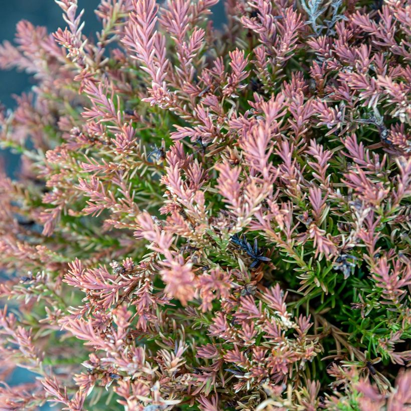 Thuja occidentalis Fire Chief - Tuia-ocidental (Folhagem)