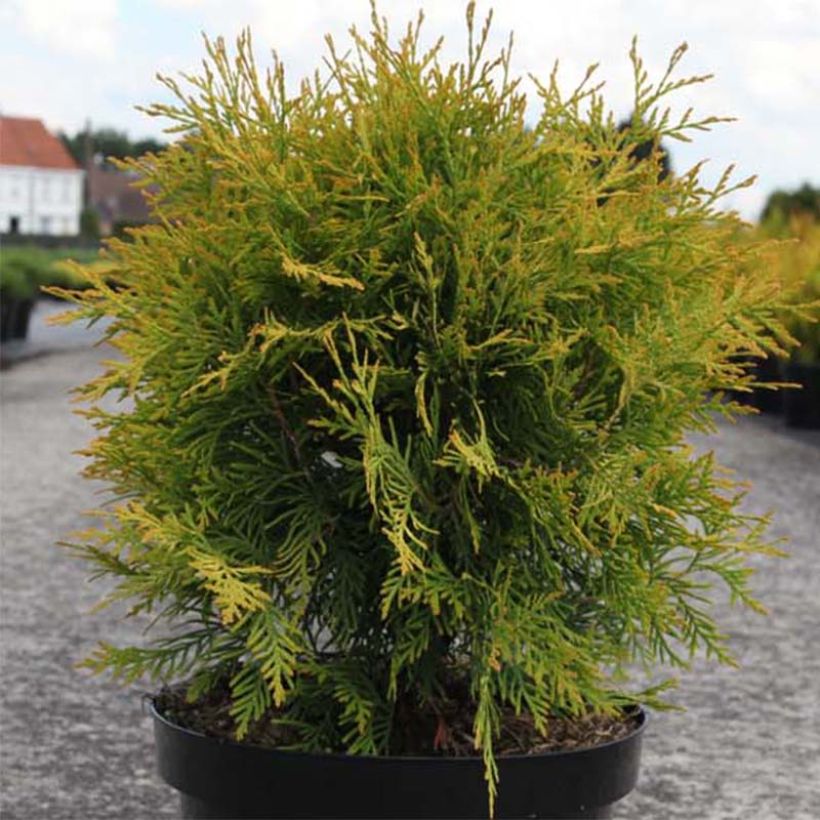 Thuja occidentalis Golden Globe - Tuia-ocidental (Hábito)