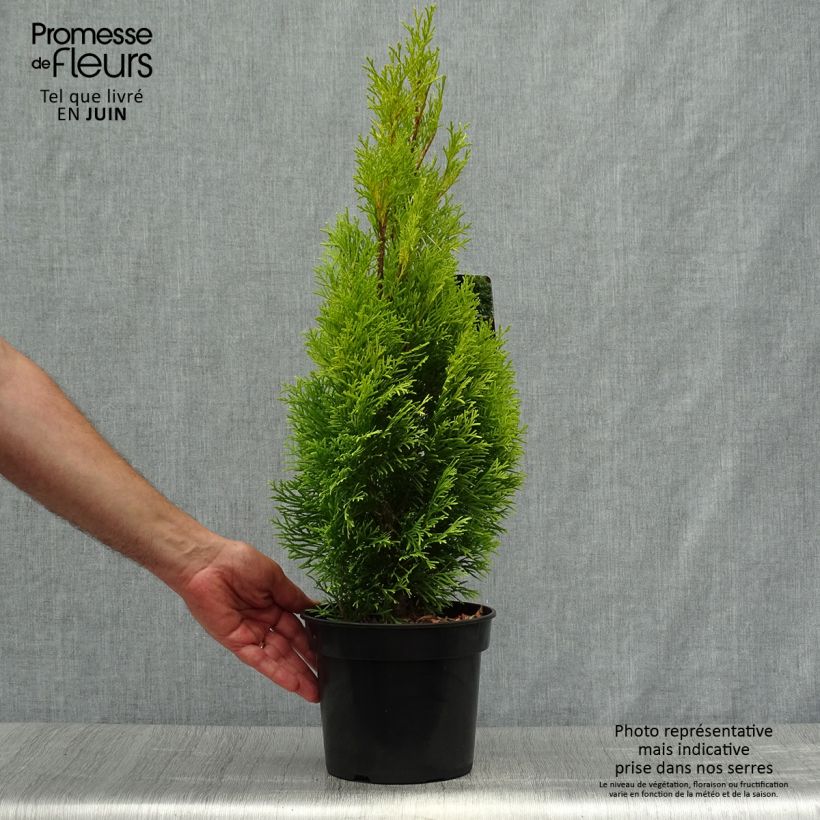 Amostra de Thuja occidentalis Golden Smaragd - Tuia-ocidental Vaso de 2 L/3 L tal como entregue no verão