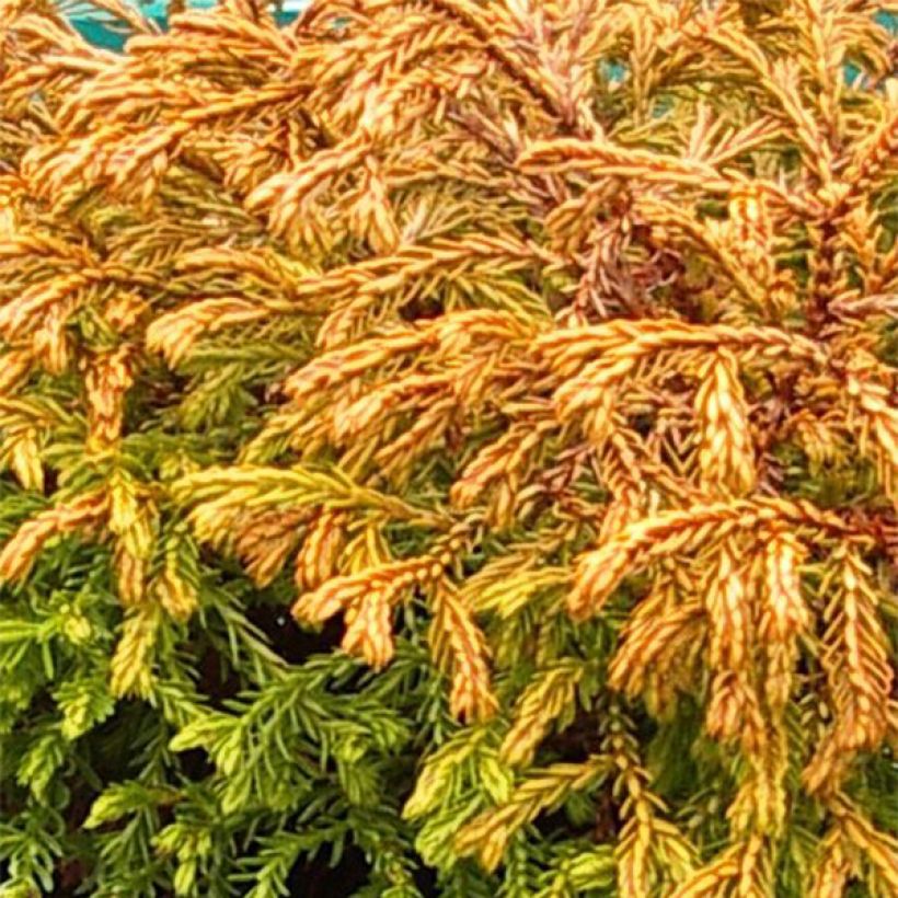 Thuja occidentalis Golden Tuffet - Tuia-ocidental (Folhagem)