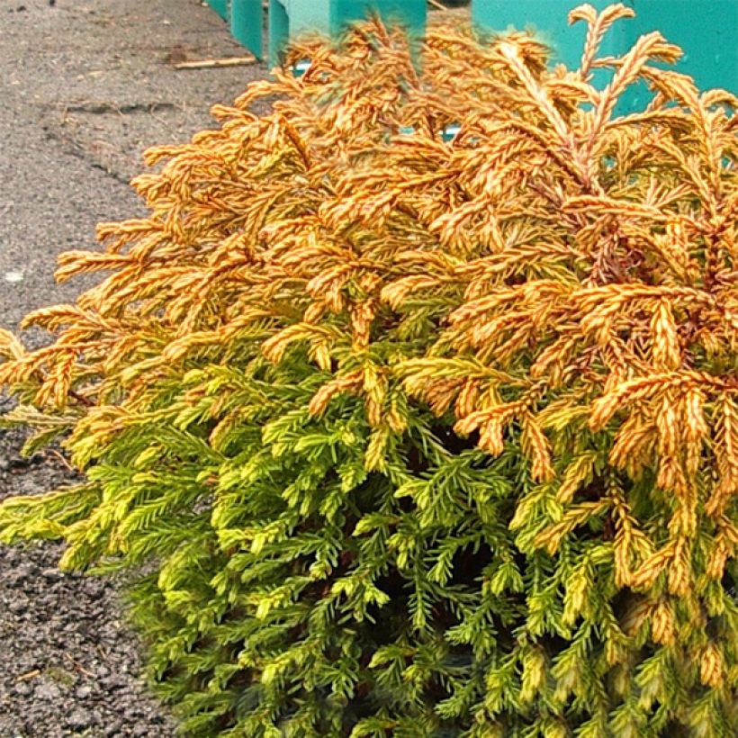 Thuja occidentalis Golden Tuffet - Tuia-ocidental (Hábito)