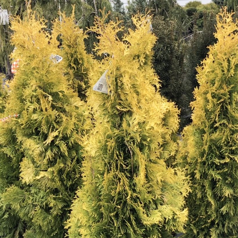 Thuja occidentalis Jantar - Tuia-ocidental (Hábito)