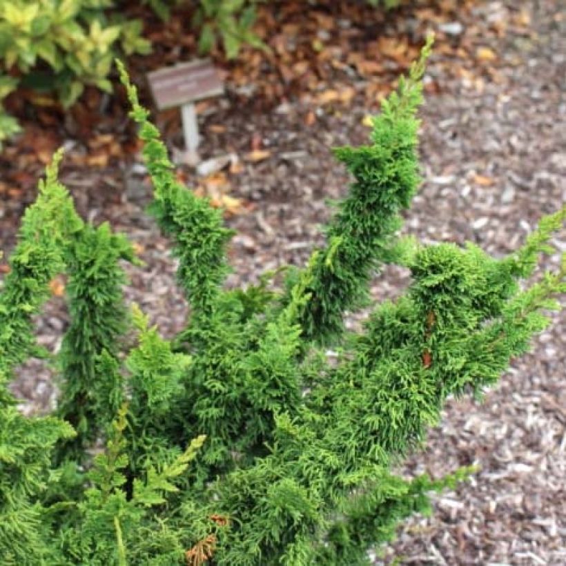 Thuja occidentalis Malonyana Holub - Tuia-ocidental (Folhagem)