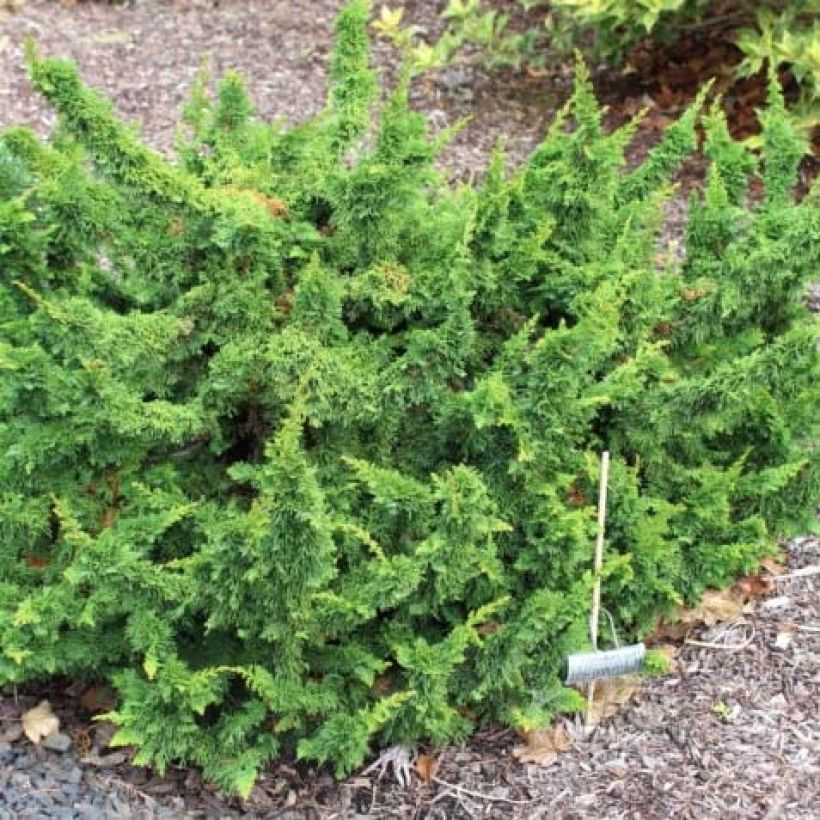 Thuja occidentalis Malonyana Holub - Tuia-ocidental (Hábito)